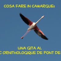 Cosa fare in Camargue: Una gita al Parc Ornithologique de Pont de Gau